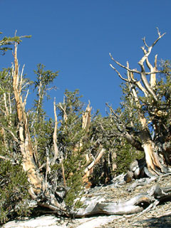 Bristlecone Pine Forest. [Photo Credit: LAtourist.com]