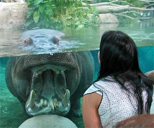 Hippopotamus at San Diego Zoo. [Photo Credit: LAtourist.com]