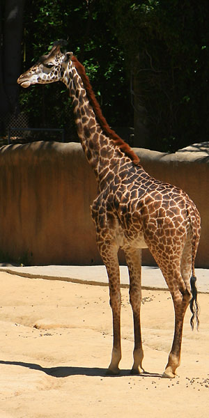 Young Giraffe at Los Angeles Zoo. [Photo Credit: LAtourist.com]