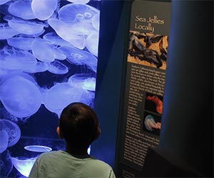 Sea Jellies at Aquarium of the Pacific in Long Beach. [Photo Credit: LAtourist.com]