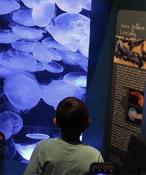 Sea Jellies at Aquarium of the Pacific in Long Beach. [Photo Credit: LAtourist.com]