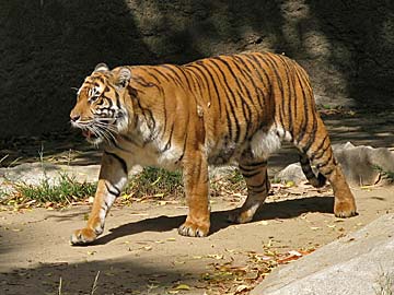Tiger at the Los Angeles Zoo. [Photo Credit: LAtourist.com]