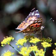 Butterfly at the Butterfly Pavilion, Los Angeles County Museum of Natural History. Located in Exposition Park, near Downtown Los Angeles. [Photo Credit: LAtourist.com]