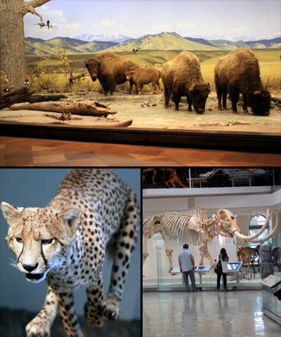 Exhibits at the Los Angeles County Museum of Natural History. Located in Exposition Park, near Downtown Los Angeles. [Photo Credit: LAtourist.com]