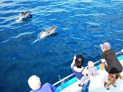 Newport Landing Whale Watching in Newport Beach, California. [Photo Credit: Newport Landing Whale Watching]