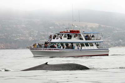 Newport Landing Whale Watching in Newport Beach, California. [Photo Credit: Newport Landing Whale Watching]
