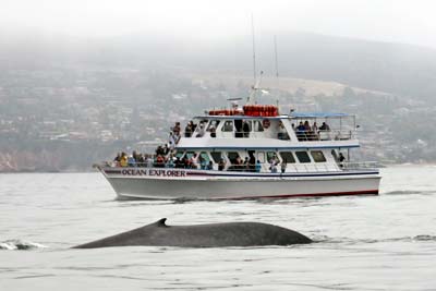 Whale and Dolphin Watching Cruises With Davey's Locker Tickets