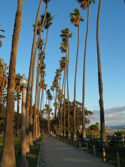 Palm Trees at Palisades Park. [Photo Credit: LAtourist.com]