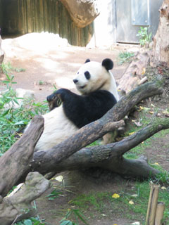 Panda at the San Diego Zoo. [Photo Credit: LAtourist.com]