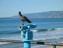 A seagull rests on a telescope at the Santa Monica Pier. In the background are the California coastline and Santa Monica Mountains. [Photo Credit: LAtourist.com]